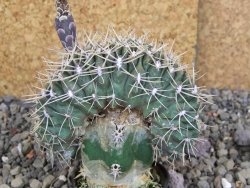Gymnocalycium gibbosum cristata pot 5,5 cm - 12407024