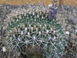 Gymnocalycium gibbosum cristata pot 5,5 cm - 12407025