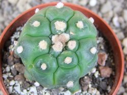 Astrophytum asterias kiko nudum, pot 6,5 cm Roubovaný - 12407037