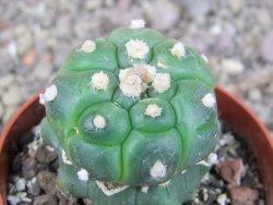 Astrophytum asterias kiko nudum, pot 6,5 cm Roubovaný