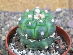 Astrophytum asterias kiko nudum, pot 6,5 cm Roubovaný - 12407039