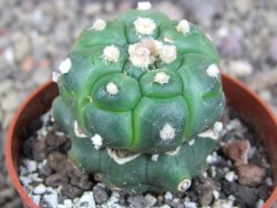 Astrophytum asterias kiko nudum, pot 6,5 cm Roubovaný - 12407040