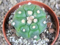 Astrophytum asterias kiko nudum, pot 6,5 cm Roubovaný - 12407041