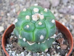 Astrophytum asterias kiko nudum, pot 6,5 cm Roubovaný - 12407042