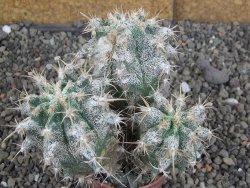 Astrophytum caput medusae X Ferocactus - chimera XXL pot 6,5 cm