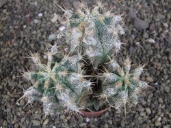 Astrophytum caput medusae X Ferocactus - chimera XXL pot 6,5 cm - 12407044