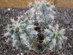 Astrophytum caput medusae X Ferocactus - chimera XXL pot 6,5 cm - 12407045