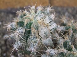 Astrophytum caput medusae X Ferocactus - chimera XXL pot 6,5 cm - 12407046