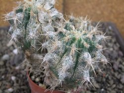 Astrophytum caput medusae X Ferocactus - chimera XXL pot 6,5 cm - 12407047
