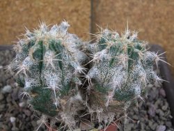 Astrophytum caput medusae X Ferocactus - chimera XXL pot 6,5 cm - 12407048