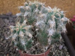 Astrophytum caput medusae X Ferocactus - chimera XXL pot 6,5 cm - 12407049