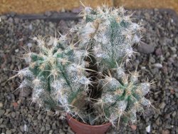 Astrophytum caput medusae X Ferocactus - chimera XXL pot 6,5 cm - 12407050