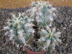 Astrophytum caput medusae X Ferocactus - chimera XXL pot 6,5 cm - 12407051