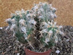 Astrophytum caput medusae X Ferocactus - chimera XXL pot 6,5 cm - 12407052