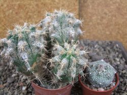 Astrophytum caput medusae X Ferocactus - chimera XXL pot 6,5 cm - 12407053