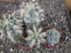 Astrophytum caput medusae X Ferocactus - chimera XXL pot 6,5 cm - 12407054