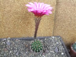 Echinopsis hybrid pot 5,5 cm - 12407055