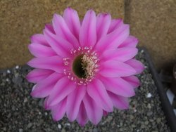 Echinopsis hybrid pot 5,5 cm