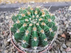 Echinopsis hybrid pot 5,5 cm - 12407058