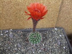 Echinopsis hybrid pot 5,5 cm - 12407063