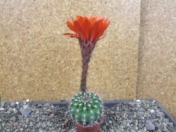 Echinopsis hybrid pot 5,5 cm - 12407064