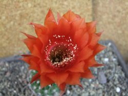 Echinopsis hybrid pot 5,5 cm