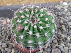 Echinopsis hybrid pot 5,5 cm - 12407066