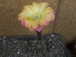 Echinopsis hybrid pot 5,5 cm - 12407067