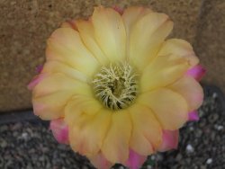 Echinopsis hybrid pot 5,5 cm