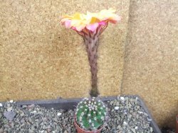 Echinopsis hybrid pot 5,5 cm - 12407069