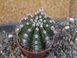 Echinopsis hybrid pot 5,5 cm - 12407070