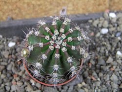 Echinopsis hybrid pot 5,5 cm - 12407071