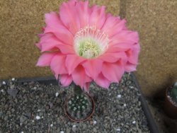 Echinopsis hybrid pot 5,5 cm