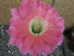 Echinopsis hybrid pot 5,5 cm - 12407073
