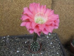 Echinopsis hybrid pot 5,5 cm - 12407075
