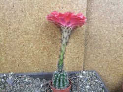 Echinopsis hybrid pot 5,5 cm - 12407076