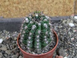 Echinopsis hybrid pot 5,5 cm - 12407077