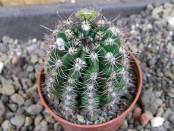 Echinopsis hybrid pot 5,5 cm - 12407078