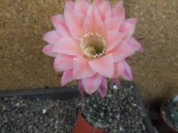 Echinopsis hybrid pot 5,5 cm - 12407079