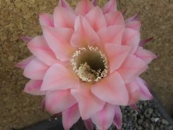 Echinopsis hybrid pot 5,5 cm