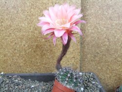 Echinopsis hybrid pot 5,5 cm - 12407082