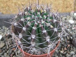 Echinopsis hybrid pot 5,5 cm - 12407083