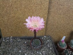 Echinopsis hybrid pot 6,5 cm - 12407090