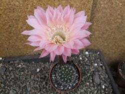 Echinopsis hybrid pot 6,5 cm