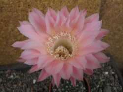 Echinopsis hybrid pot 6,5 cm - 12407092