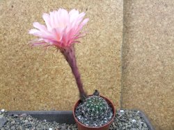 Echinopsis hybrid pot 6,5 cm - 12407093