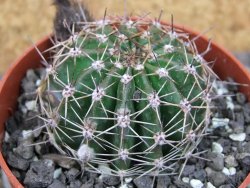 Echinopsis hybrid pot 6,5 cm - 12407094