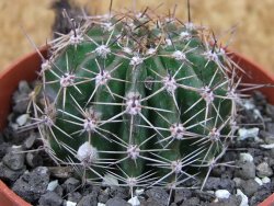 Echinopsis hybrid pot 6,5 cm - 12407095