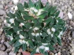 Ariocarpus scapharostrus hrubá forma, pot 5,5 cm Roubovaný - 12407101