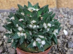 Ariocarpus scapharostrus hrubá forma, pot 5,5 cm Roubovaný